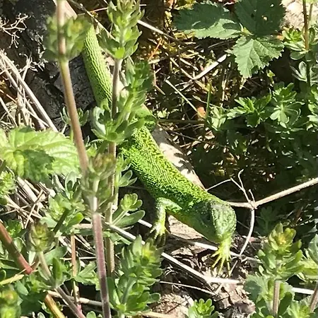 아파트 Reveil Aux Chants Des Oiseaux Asse-le-Riboul