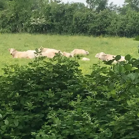Appartement Reveil Aux Chants Des Oiseaux