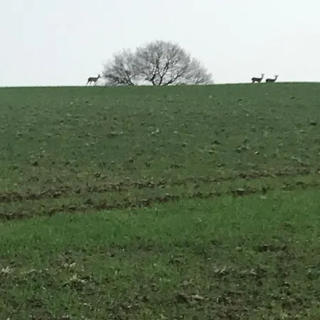 아파트 Reveil Aux Chants Des Oiseaux *