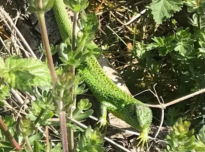 Apartamento Réveil Aux Chants Des Oiseaux Asse-le-Riboul