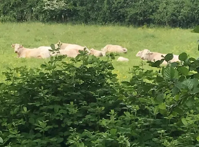 Daire Reveil Aux Chants Des Oiseaux