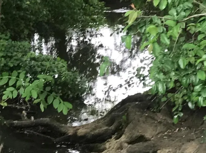 Reveil Aux Chants Des Oiseaux Daire