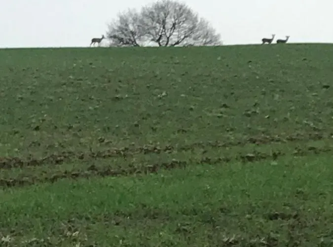 Daire Reveil Aux Chants Des Oiseaux *
